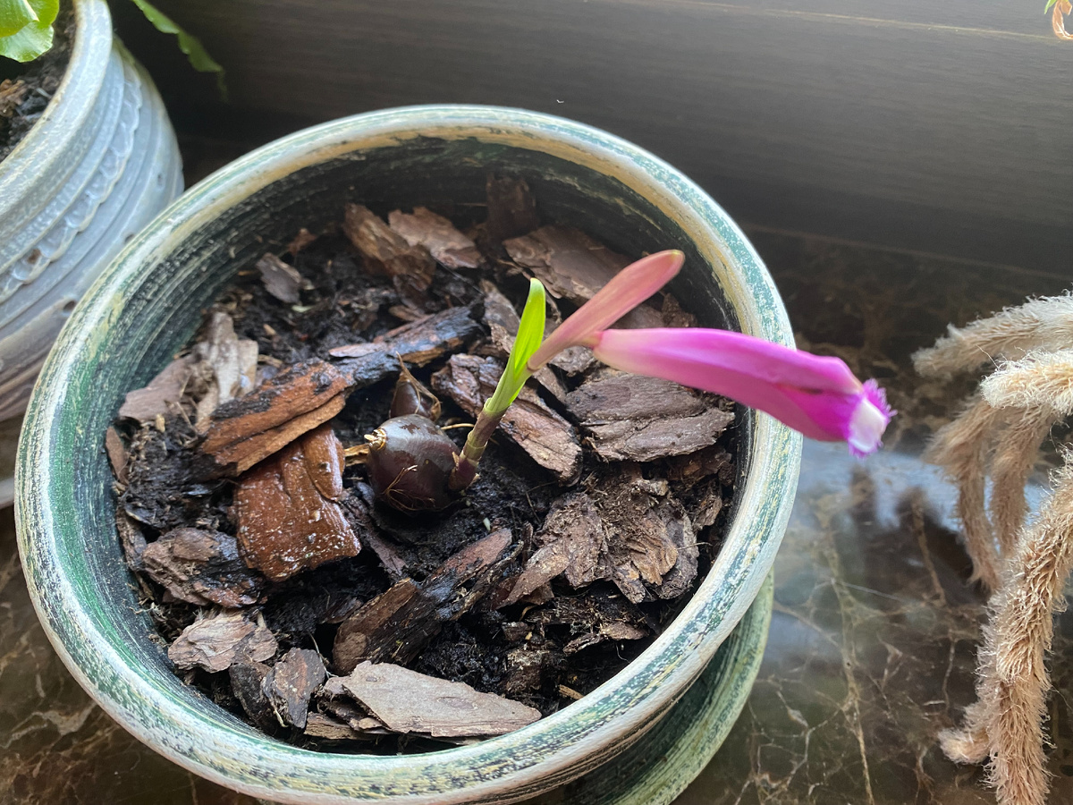 Орхидея плейоне Тонгариро, фото автора