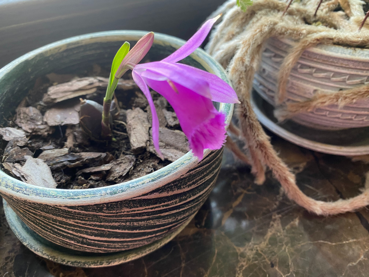 Орхидея плейоне Тонгариро, фото автора