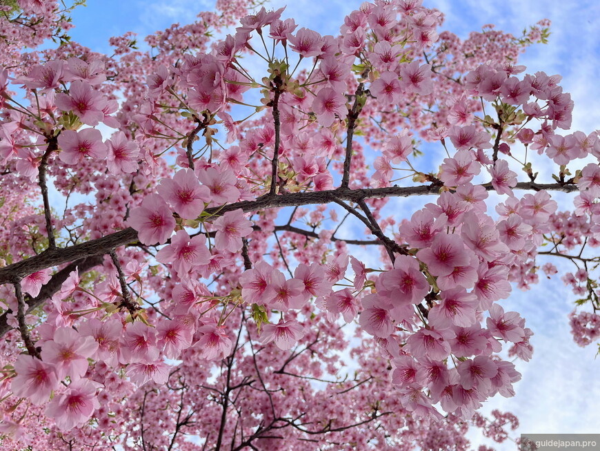 Кавадзу сакура и ясное небо — красота весны © Евгения Труфанова