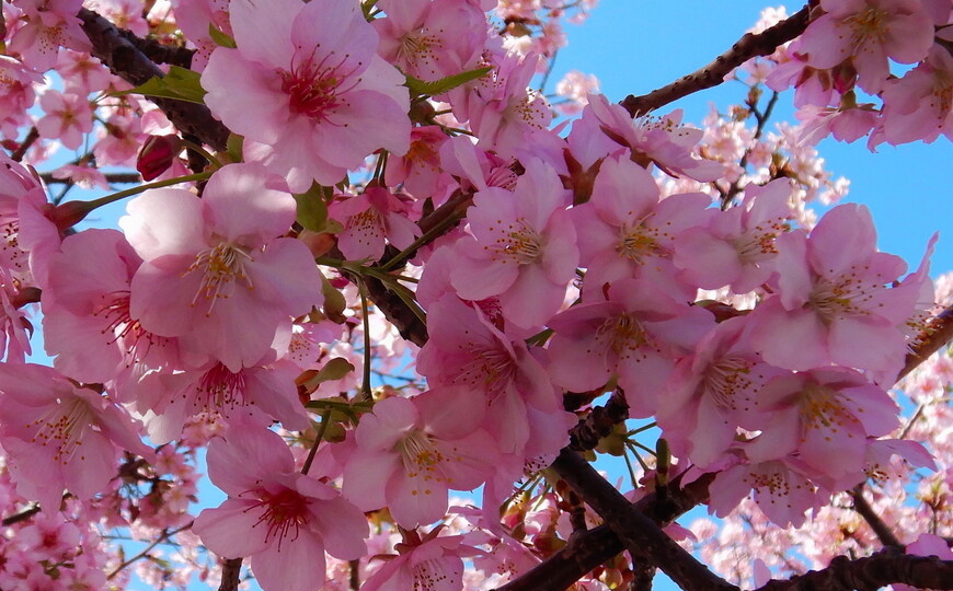 Цветение сакуры в 2026 в Японии уже началось. Свежие фото от туриста