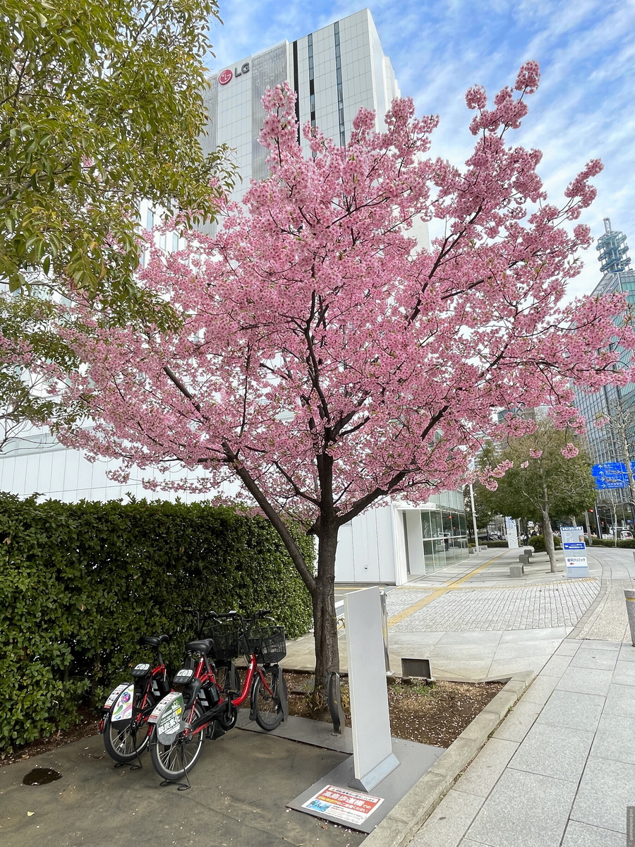 Сакура Кавадзу в офисном районе Йокогамы © Евгения Труфанова