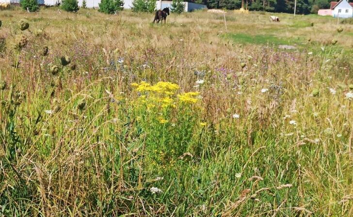    фото Курские известия