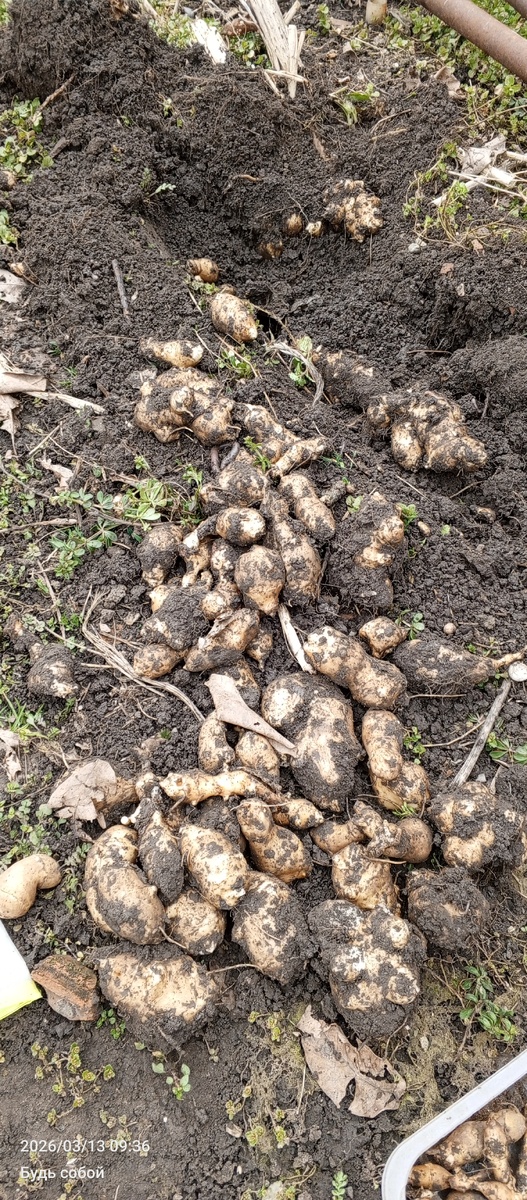 Вот такой урожай мне дали три посаженных прошлой весной клубенька