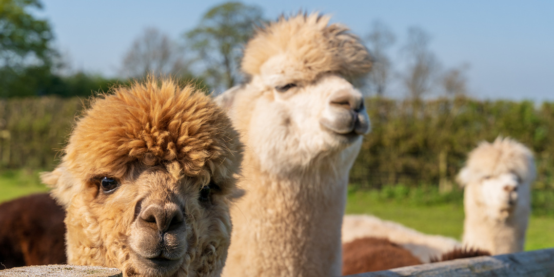 «Угадай, кто это?» – животное с уникальной шерстью