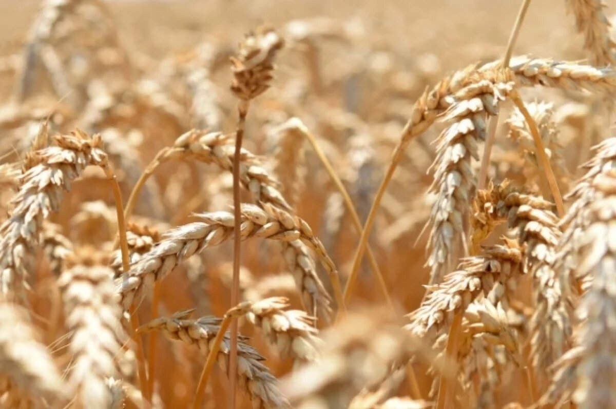    Алтайский край нарастил экспорт продукции АПК на 26% с начала года