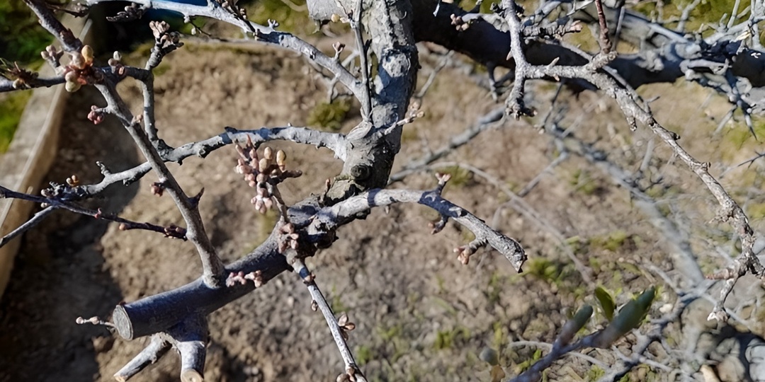 Чем опрыскать сад весной? Спасаем сад от болезней и вредителей