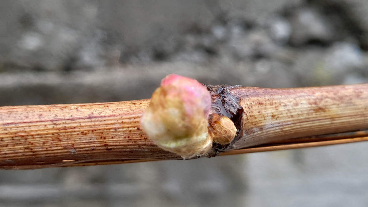 Чем опрыскать сад весной? Спасаем сад от болезней и вредителей. Фото автора