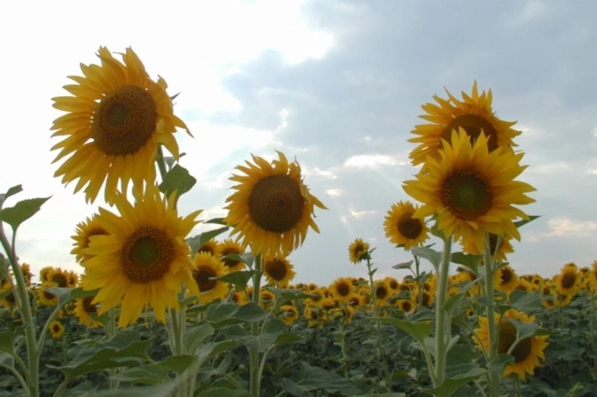    20 сортов подсолнечника, сои и рапса вывели селекционеры Кубани в 2025 году