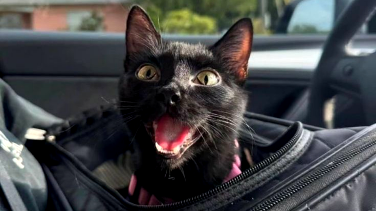 Ну теперь-то нам можно выходить?