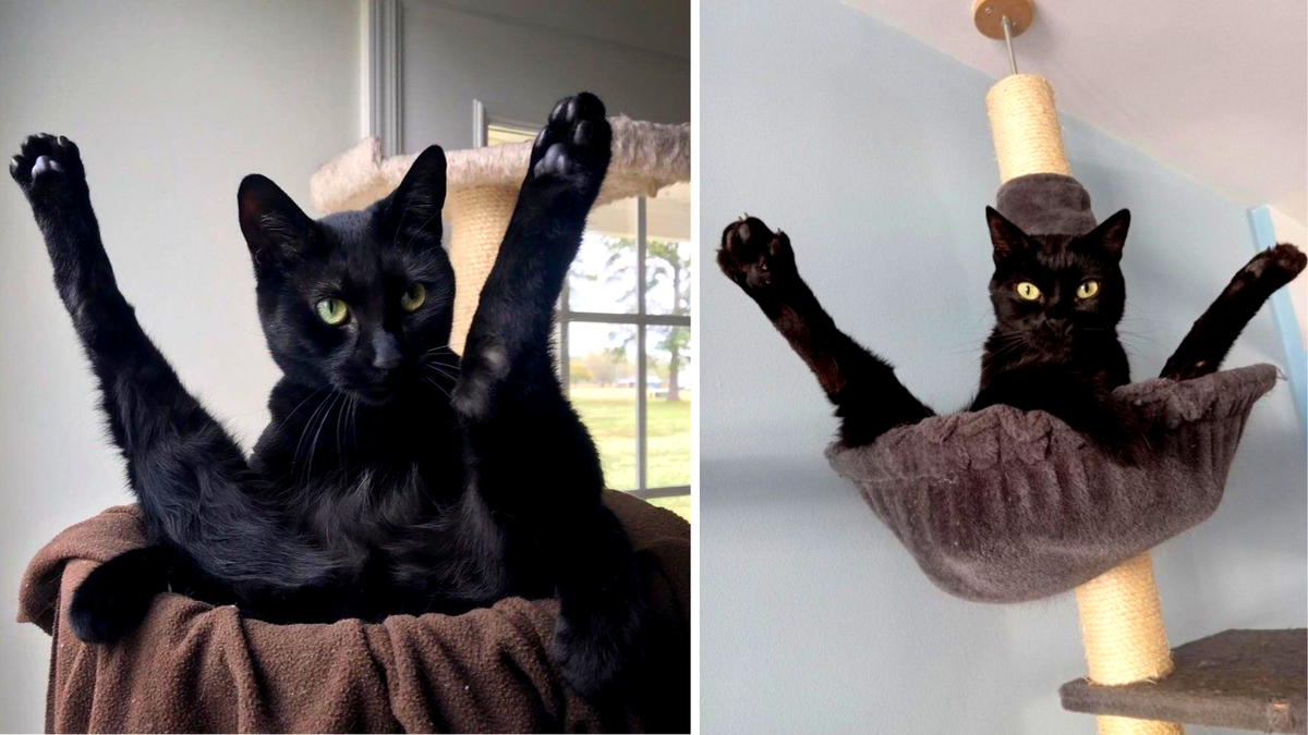 Я красавчик! Сами вы исчадия!