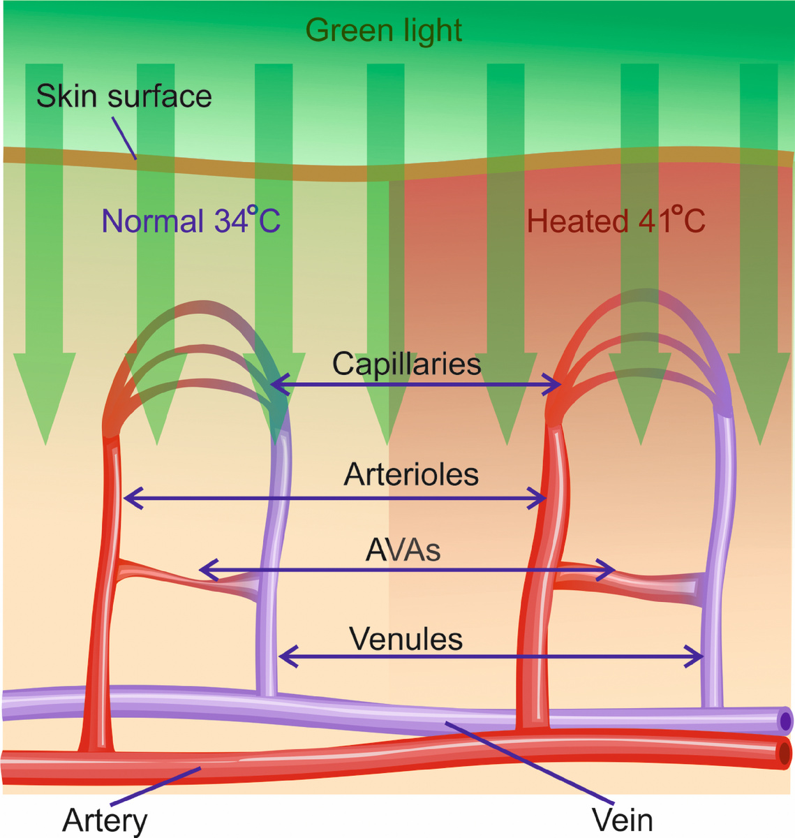 Схема микроциркуляторных узлов и изменений их компонентов под воздействием локального нагрева. Источник: Алексей Камшилин