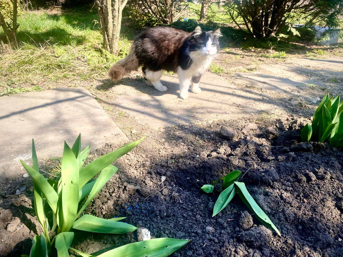 Коты тоже радуются весне и ломают мои тюльпаны