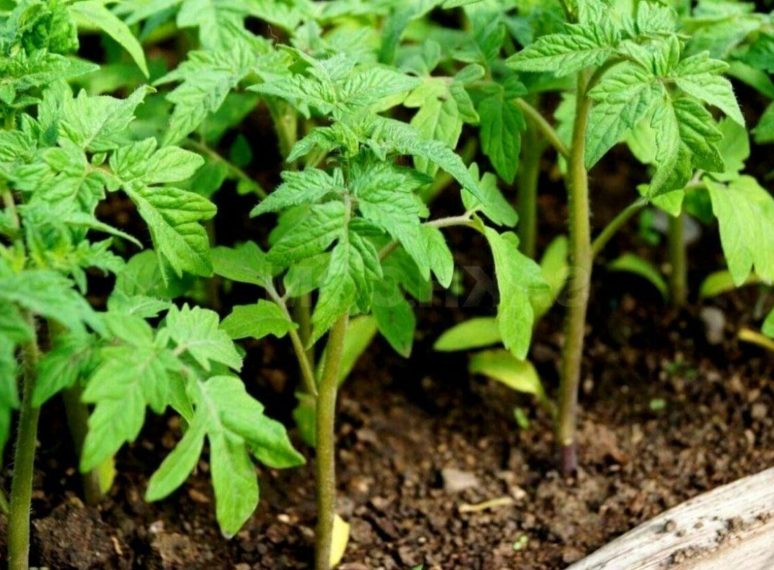     Баҡсасы апайым бәләкәй генә серен уртаҡлашты