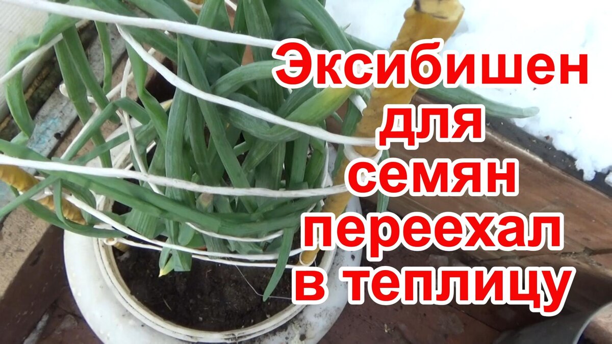 Свои семена лука Эксибишен. Неудача в одном эксперименте, пробую другой. Лук переехал в теплицу.