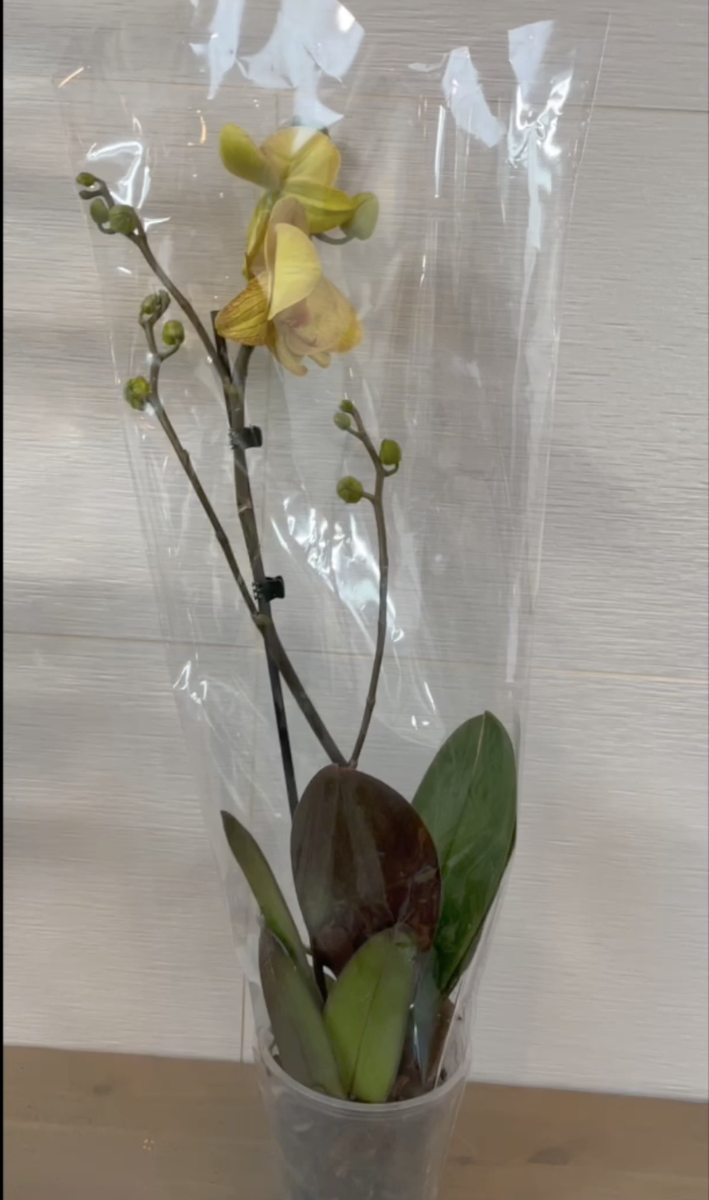 Орхидея фаленопсис после покупки. Орхидеи С Еленой Кузнецовой