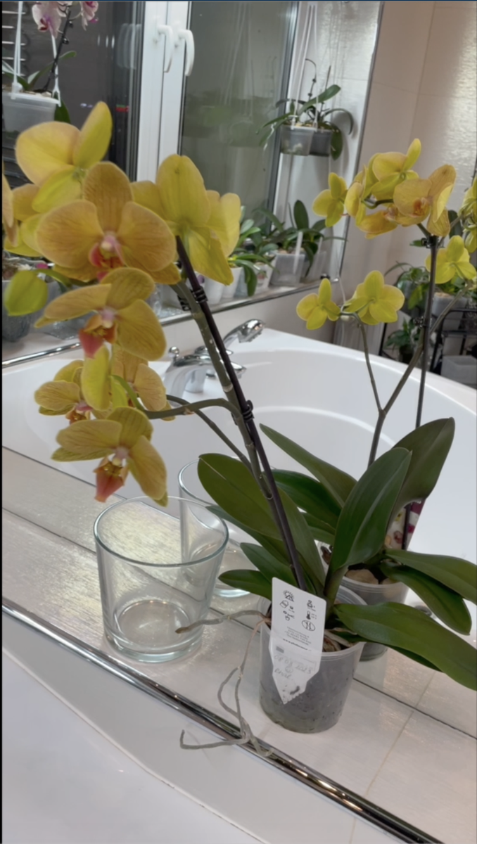 Период адаптации - карантина орхидеи длится 2 месяца после покупки. Орхидеи С Еленой Кузнецовой