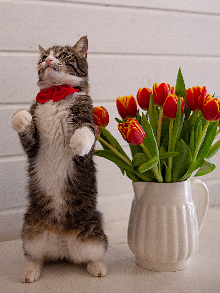 Великолепный Фуфырик великолепен