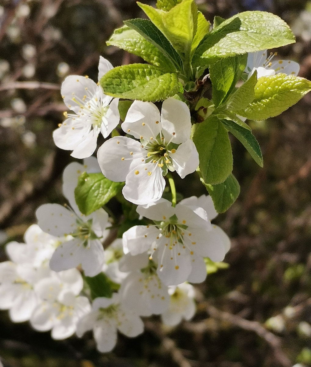 Растения, животные и насекомые всегда пребывают в моменте "здесь и сейчас", не выпадая!