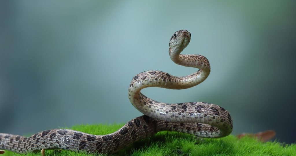 Ученые выяснили, как змеи, не имея конечностей, могут «стоять»