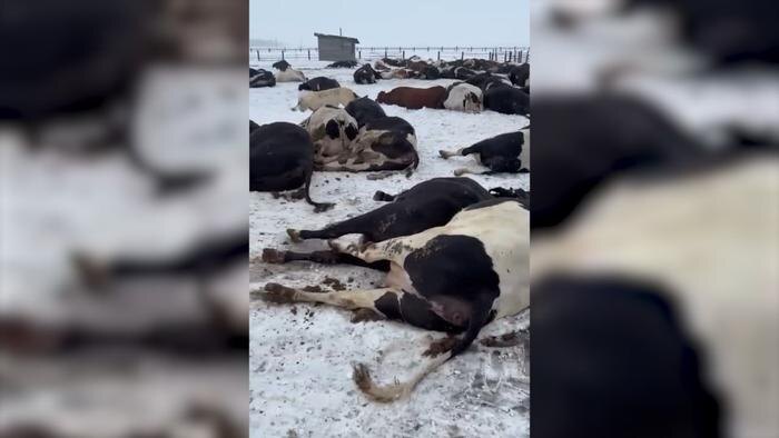 Фермеры жалуются на массовый убой всех коров под видом опасной инфекции. Обложка © Telegram / Сибирский Экспресс