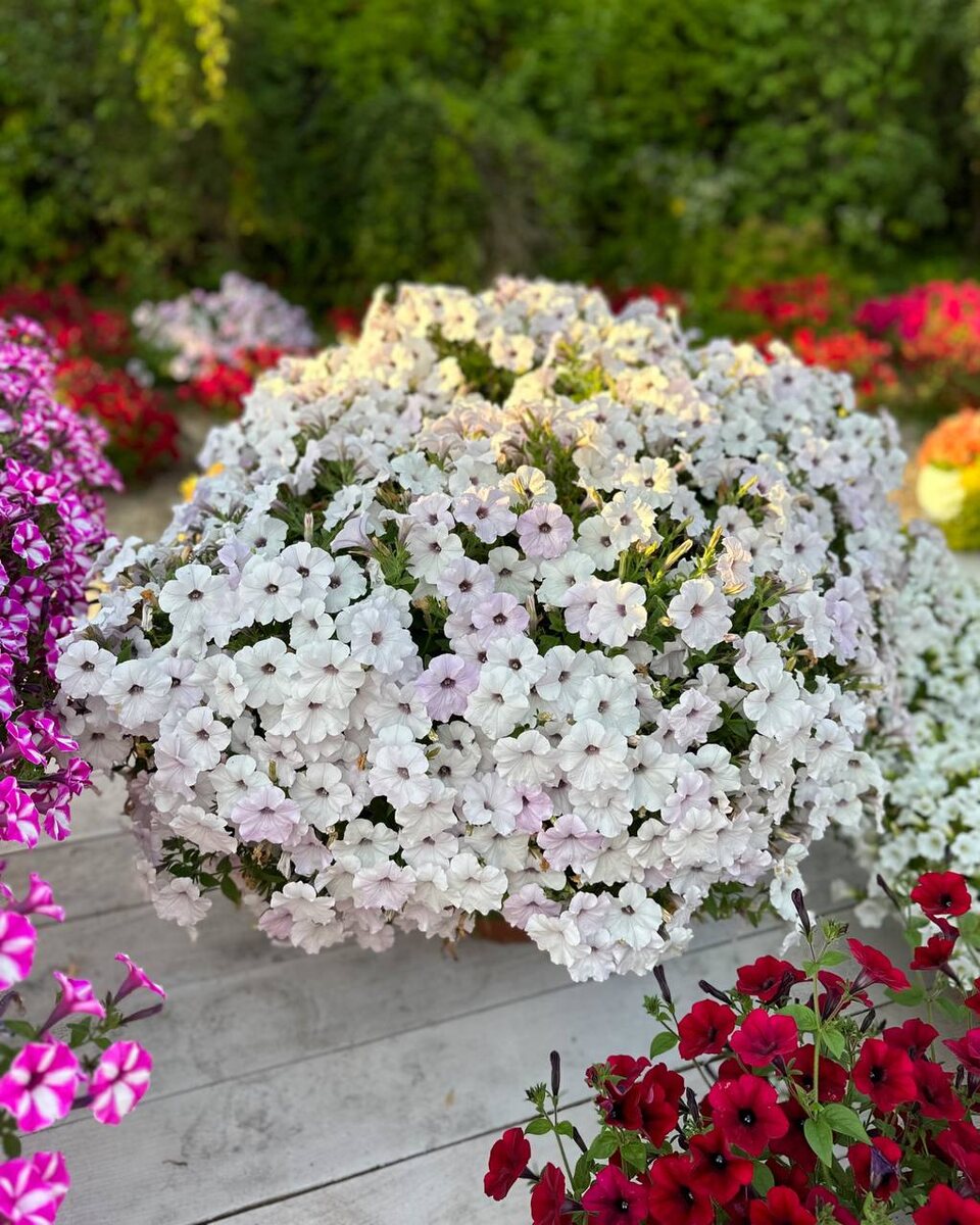 Петуния условия выращивания