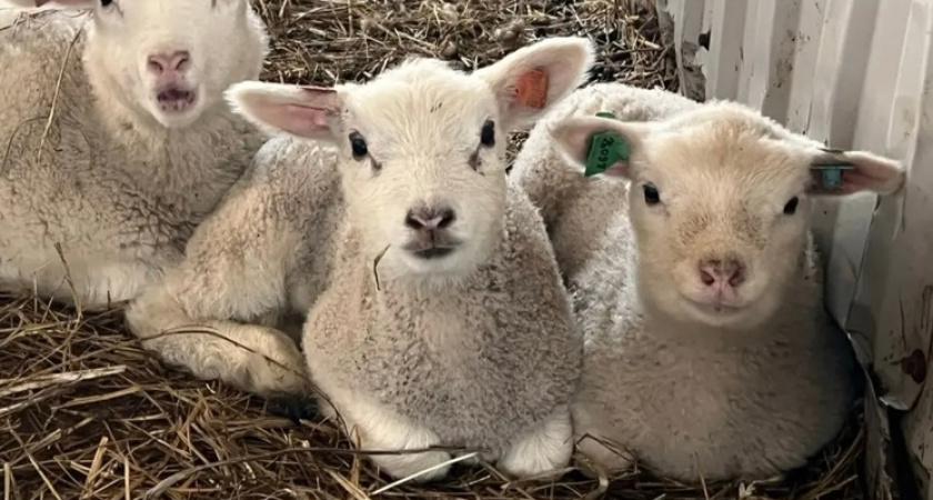    Фото: центр компетенций агропромышленного комплекса