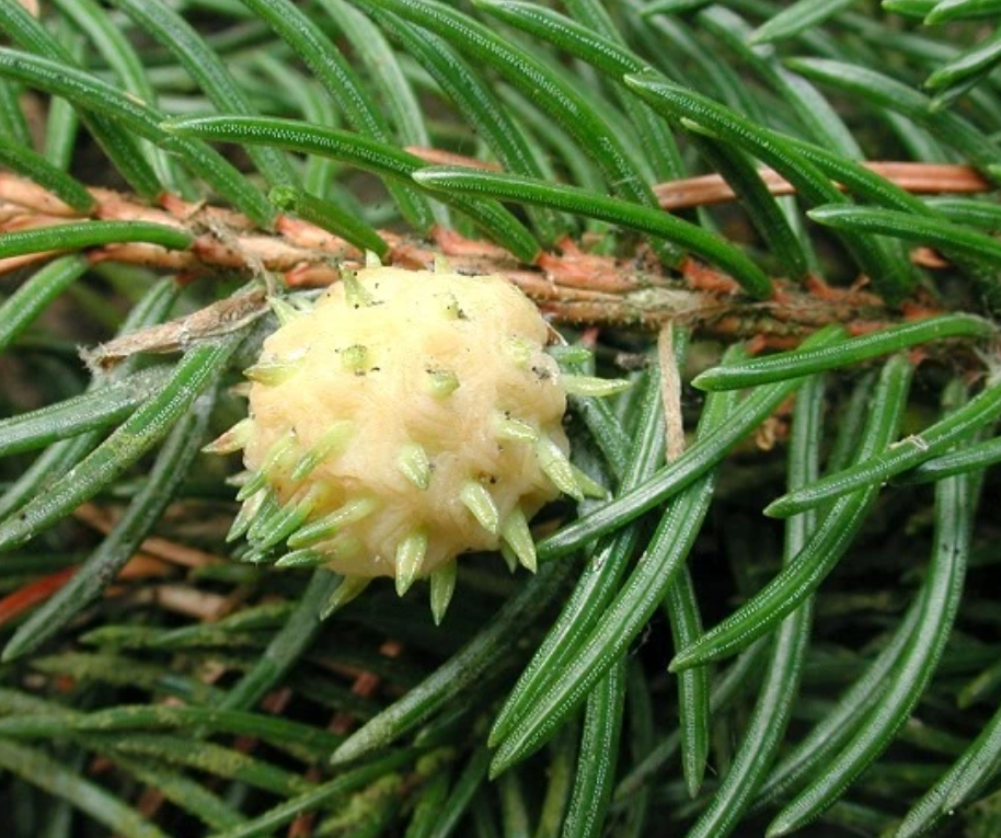 Вот и гнездо хермеса. Увидите милую шишечку на ветке, будьте уверены, у вас неприятности. 