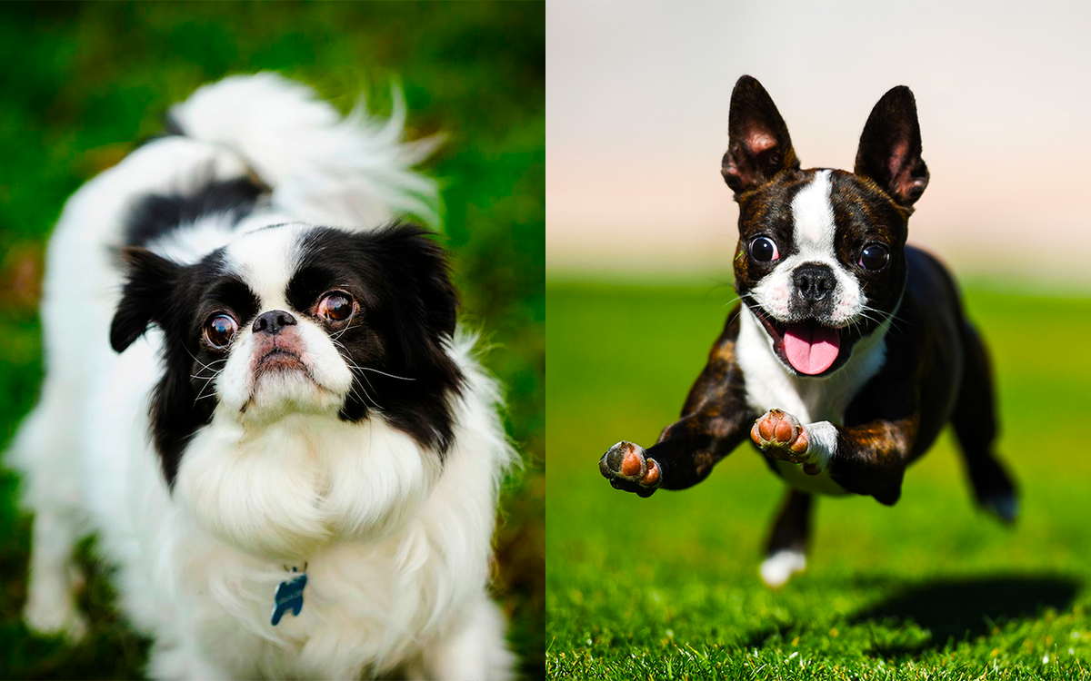 Японский хин | Бостон-терьер