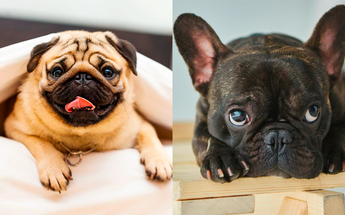 Мопс | Французский бульдог