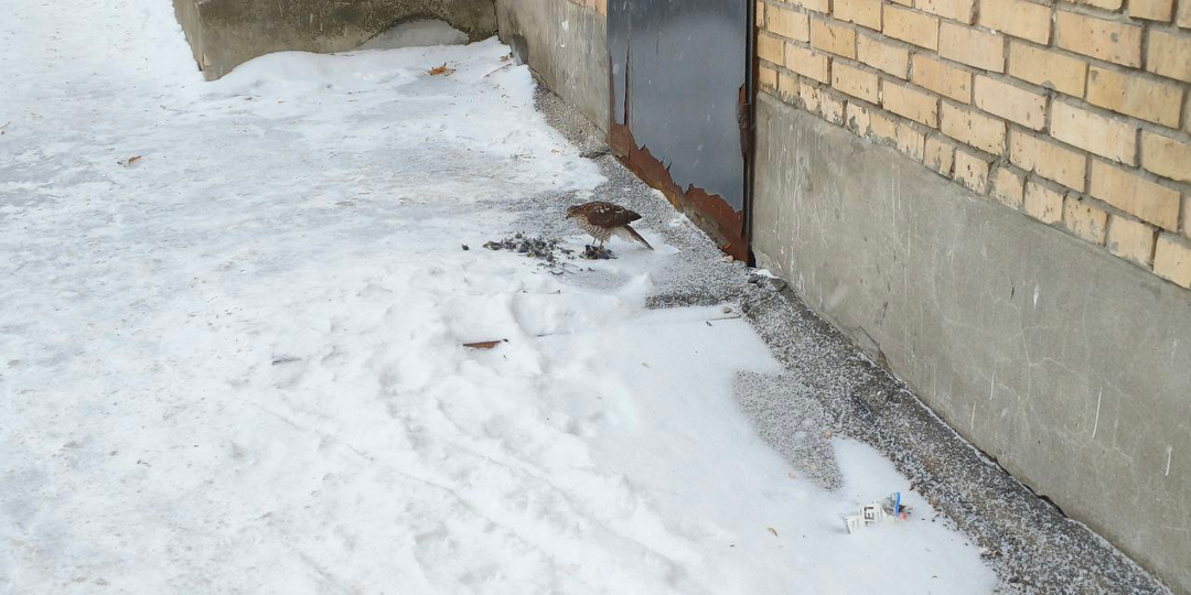 Встреча с ястребом‑перепелятником: почему хищники облюбовали городские высотки