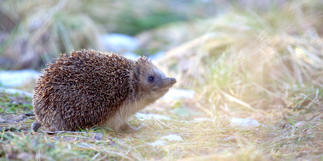 ГАДАНИЕ ПО ЁЖИКУ