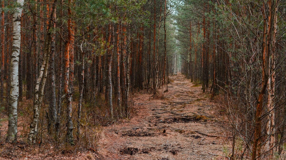    Фото: wikimedia.org/Шевченко Алексей Сергеевич; CC BY-SA 4.0