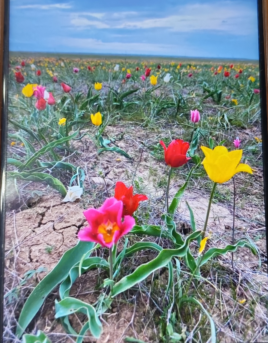 Открыты продажи на туристский поезд «Цветущая степь» в Калмыкию Москвичи могут приобрести билеты на туристский поезд «Цветущая степь», продажи  на который уже открыты. Маршрут традиционный: Москва — Ростов-на-Дону — Элиста — Москва. Рейс запланирован на 3 апреля. В программе — знакомство с историей донского казачества в Ростове-на-Дону, посещение буддийских пагод и крупнейшего буддийского храма России и Европы в Элисте, а также поездка на фестиваль тюльпанов с прогулкой по цветущей степи. Путешественники могут выбрать самостоятельное планирование или экскурсионный тур с гидом, трансфером и питанием. 