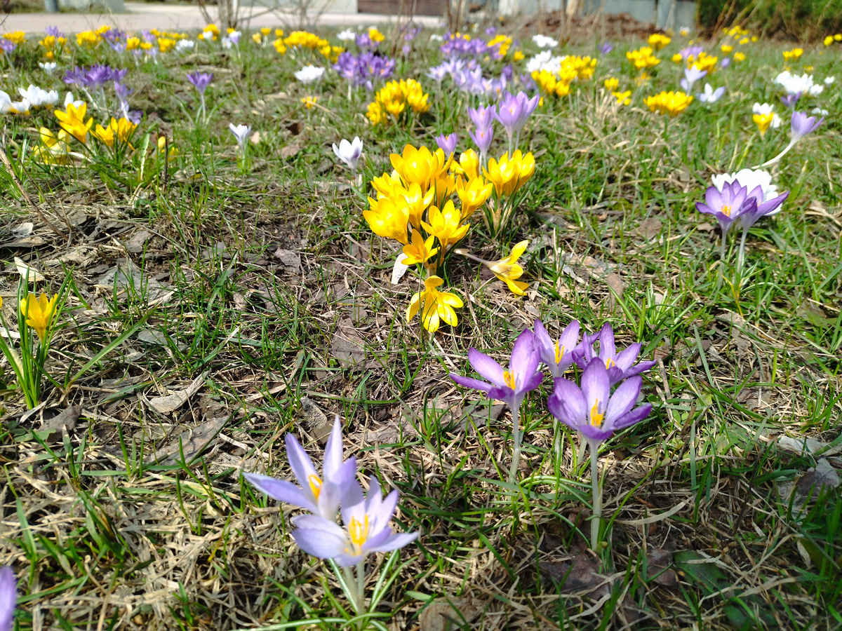 Первоцветы чудесны