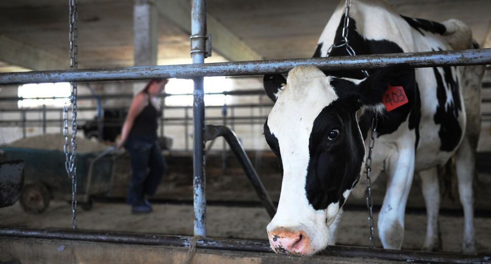 Тысячи голов скота уничтожают в Сибири и Поволжье: люди перекрывают дороги, чтобы сберечь хозяйство