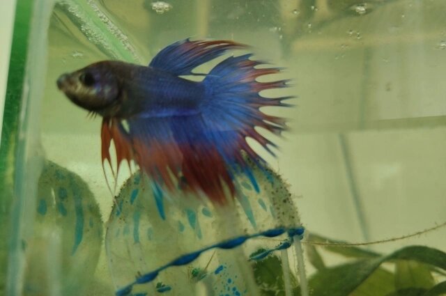    Маленькая рыбка стала символом большой надежды. Фото: Благотворительный фонд "Обнимая небо"