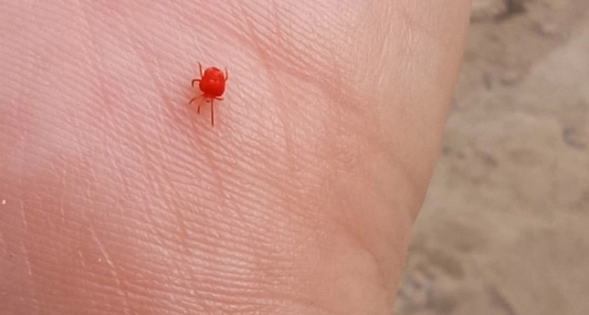    фото smilekaluga.ru