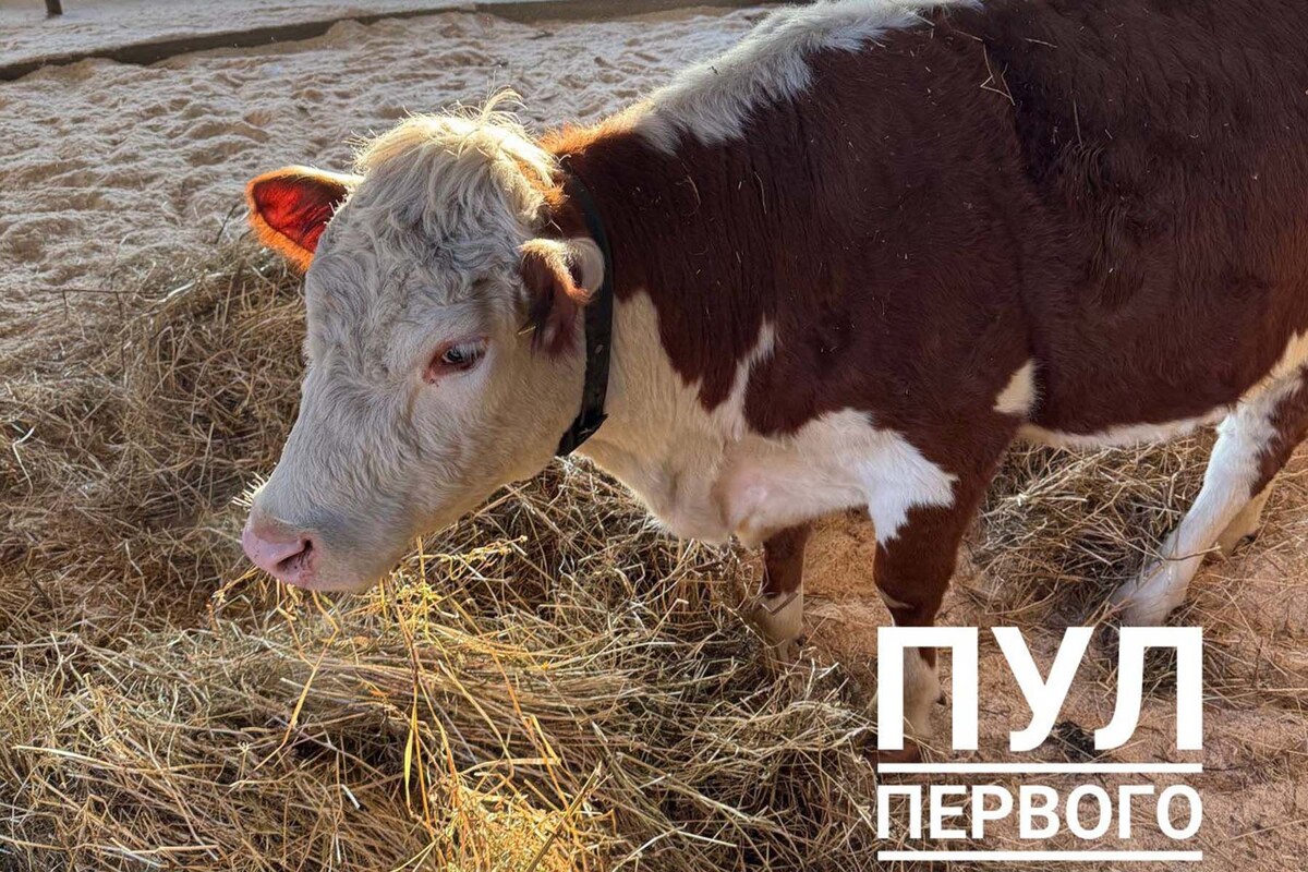  © Пул Первого, Telegram