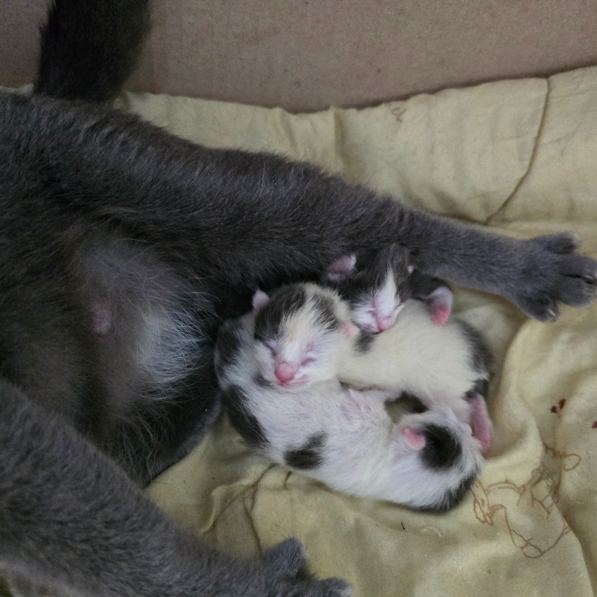 слепые комочки жизни под материнской лапой