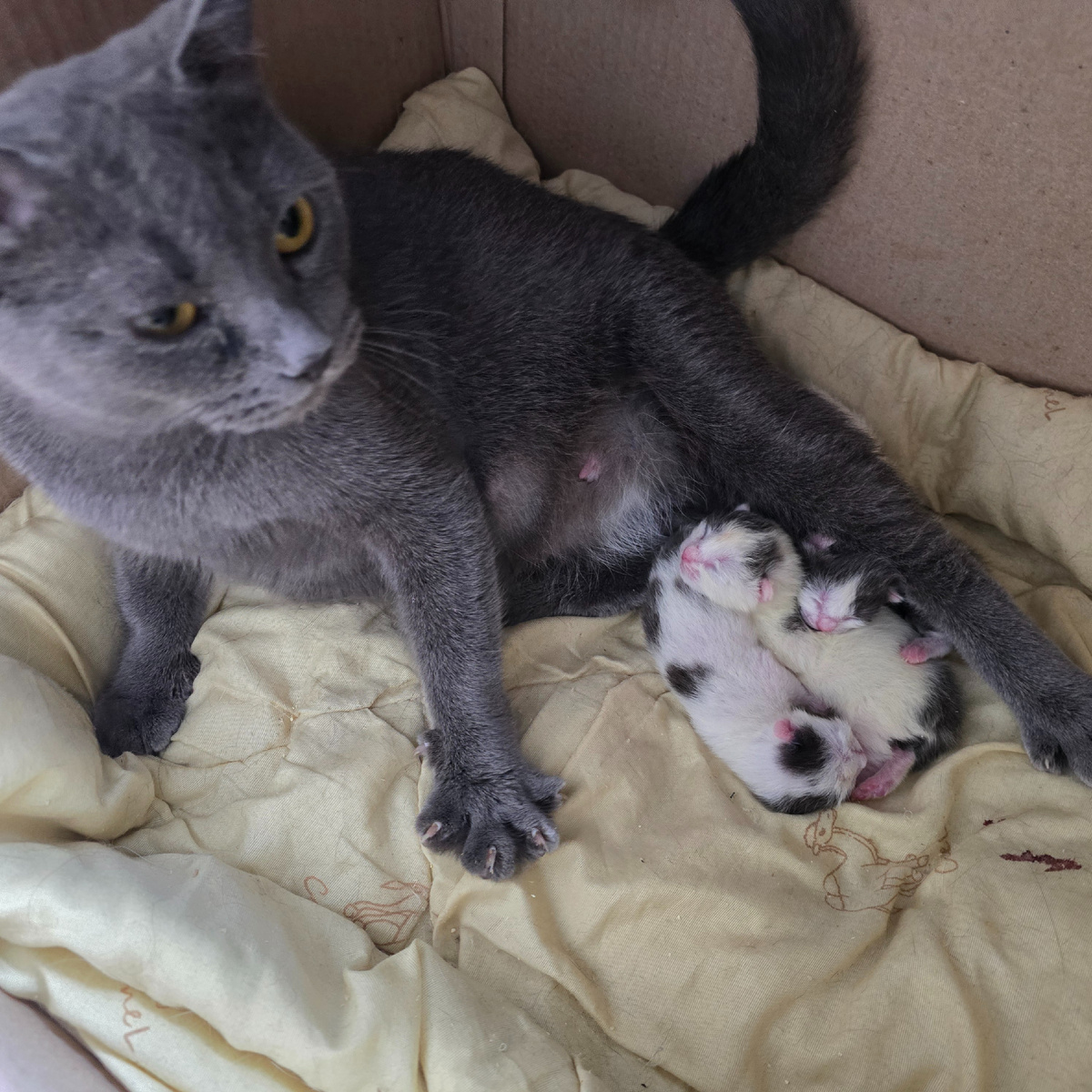 мать охраняет беззащитных крошек от мира