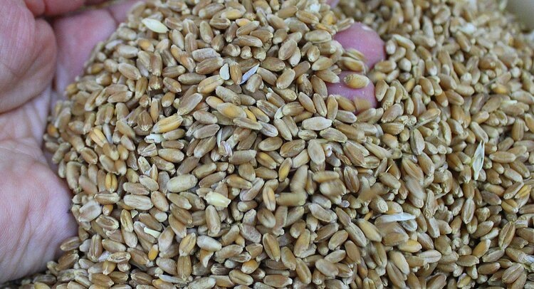    Фото: ФГБУ ЦОК АПК