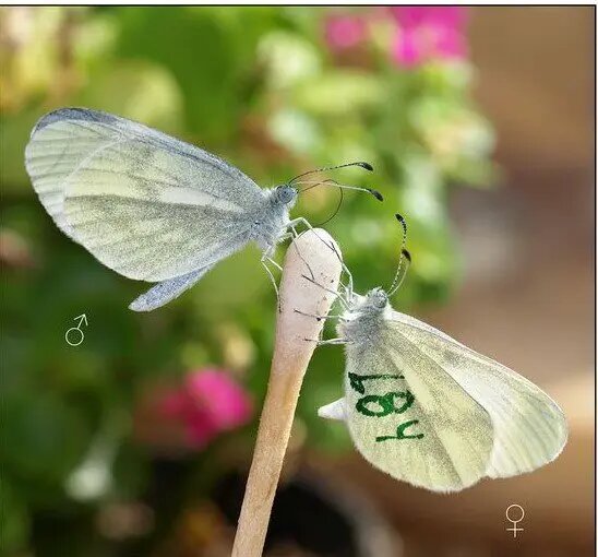    Источник: scientificrussia.ru Ульяна Лаптева