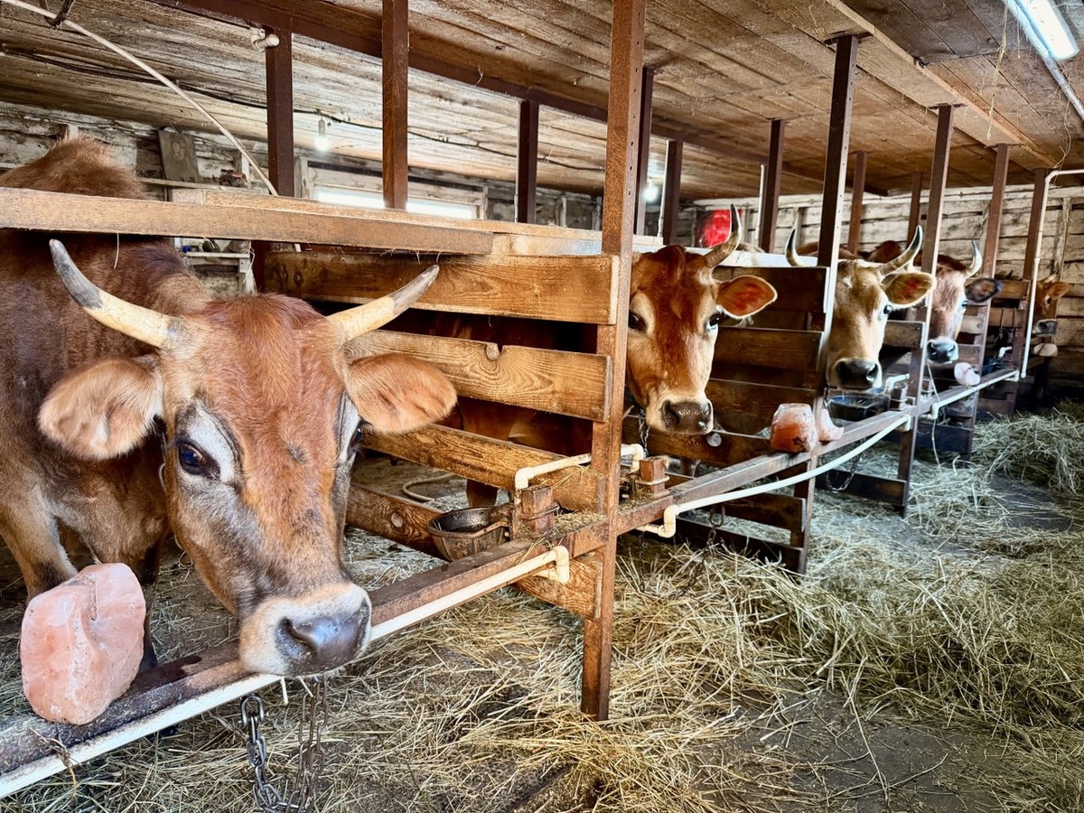 Джерсийские коровки! Золотые коровки, что в прямом, что в переносном смысле.