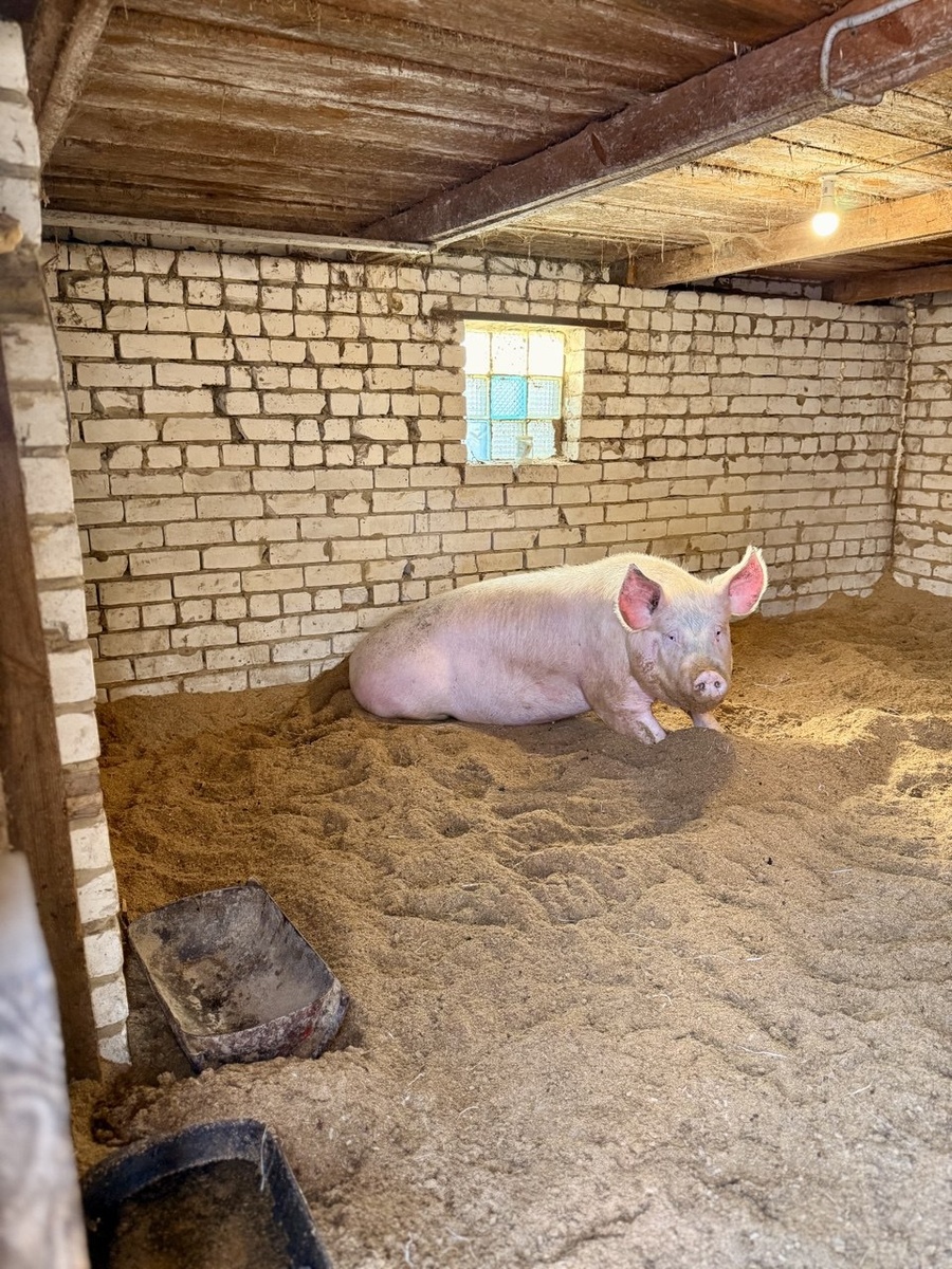 Хавронья весом в 300 кг.