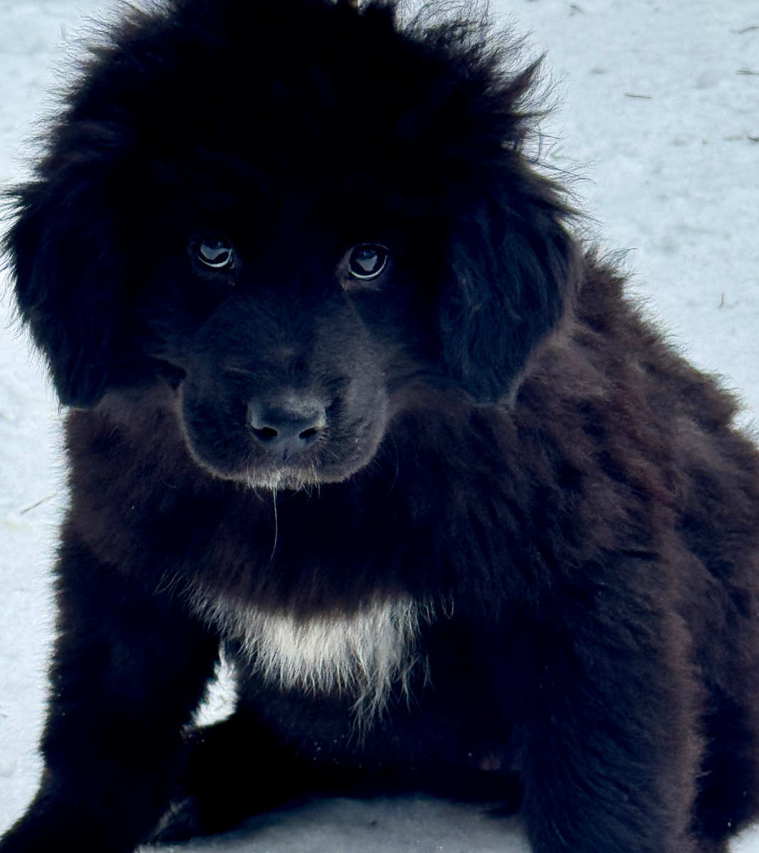 Алтанзуз на монгольском означает Тюльпан