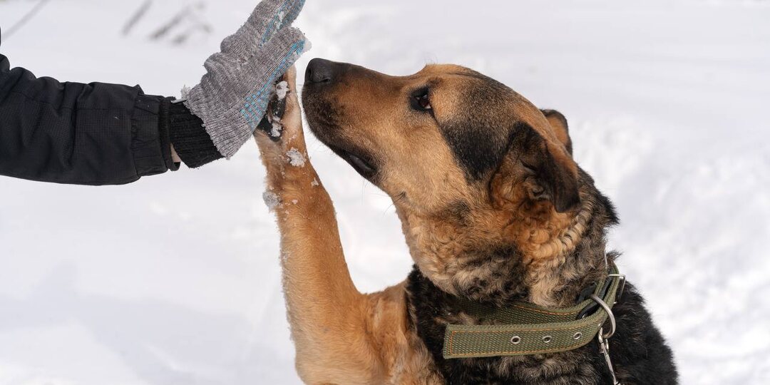 Очаровательный красавец Дилан разыскивает своего человека! 💔🐶