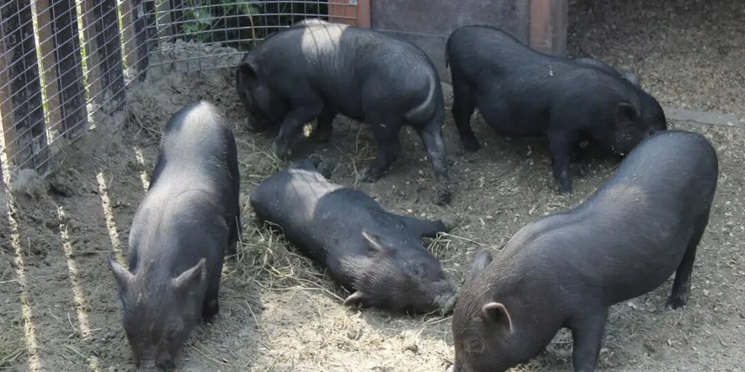 Карантин по бешенству ввели еще в четырех селах Новосибирской области до 10 мая