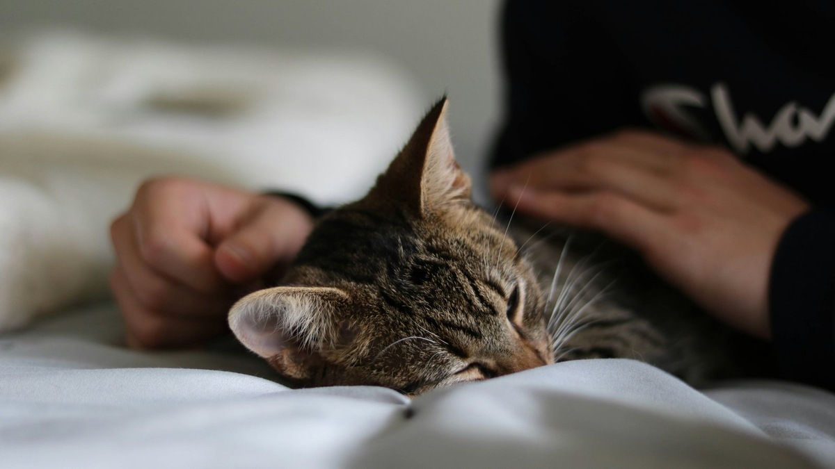    Мурлыканье кошки обладает доказанным успокаивающим эффектом на нервную систему человека