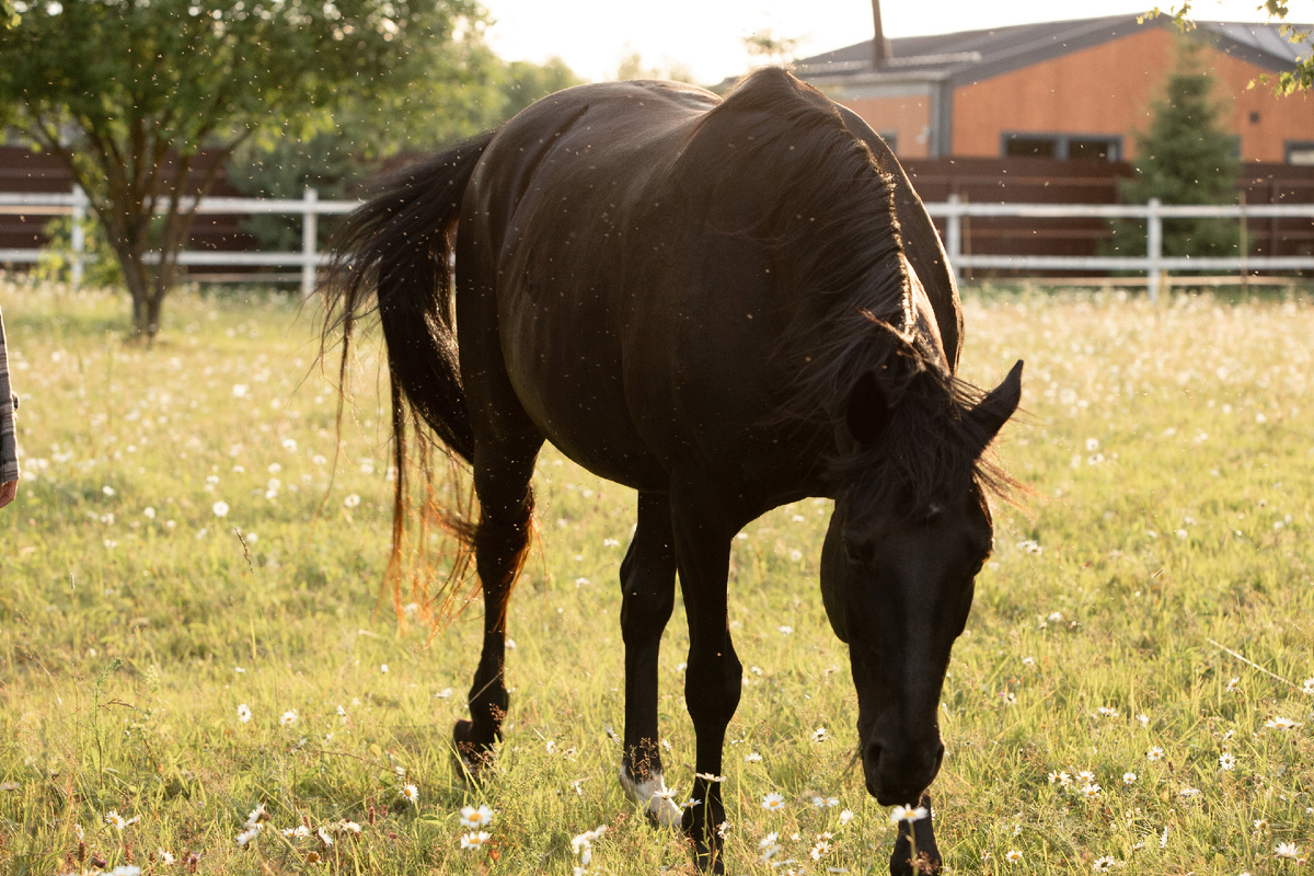 Активная конюшня на ранчо "Эль Корассон" в Боровском округе