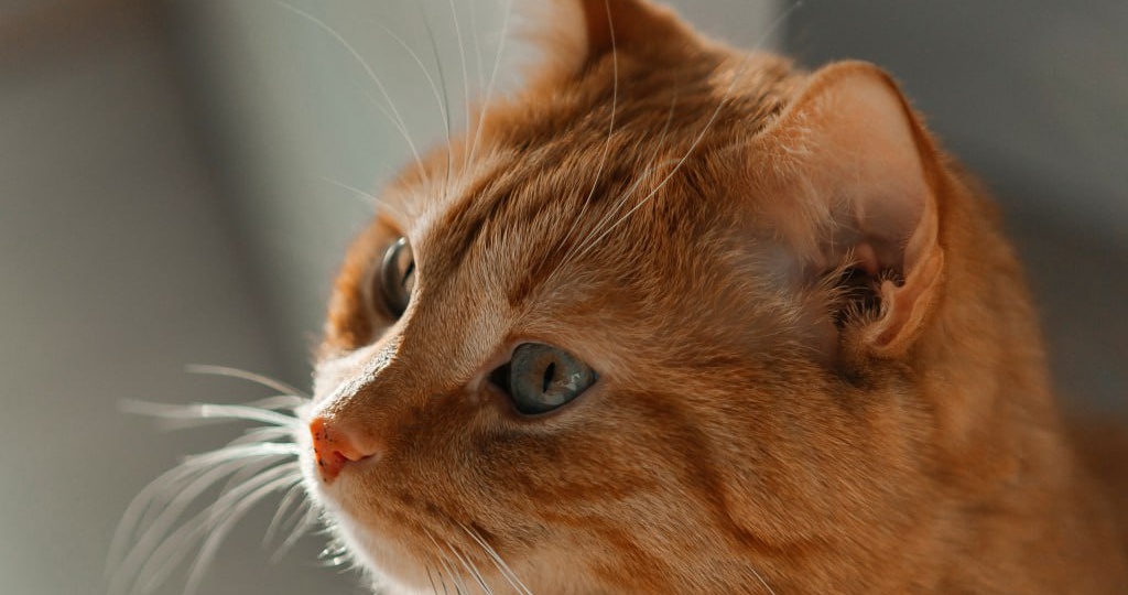 Инфекционный перитонит у кошек (ФИП